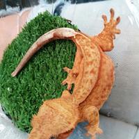 Geco della Nuova Caledonia