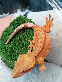 Geco della Nuova Caledonia