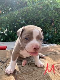 Cuccioli American Bully XL