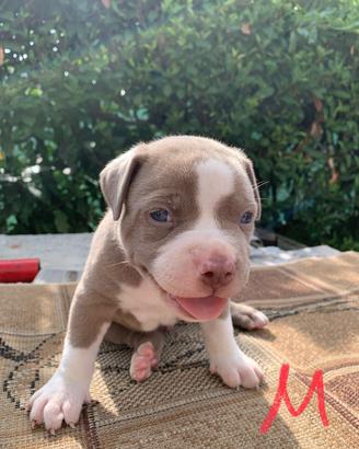 Cuccioli American Bully XL
