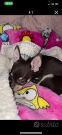 Chihuahua Cucciola