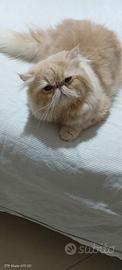 Gatto persiano maschio disponibile per accoppiamen