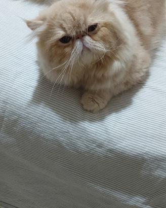 Gatto persiano maschio disponibile per accoppiamen