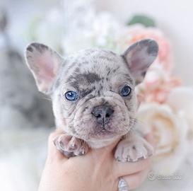 BULLDOG FRANCESE CUCCIOLA MERLE disponibile
