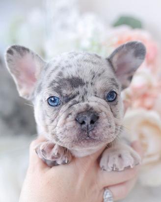 BULLDOG FRANCESE CUCCIOLA MERLE disponibile