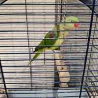 Pappagallo grande Alessandrino