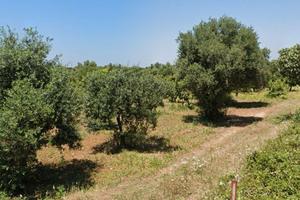 Terreno agricolo 5.200 m² con possibilità di fabbr