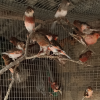 Arlecchino portoghesi apri