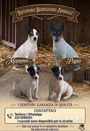 Ratonero bodeguero andaluz