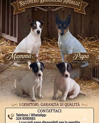 Ratonero bodeguero andaluz