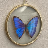 Quadretto con farfalla tipo Morpho, vintage, cm 12