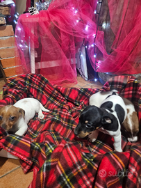 Jack Russell zampa corta