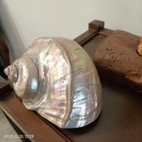 Conchiglia in Madreperla