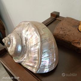 Conchiglia in Madreperla