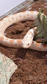 Serpente "Heterodon nasicus Baird & Girard"