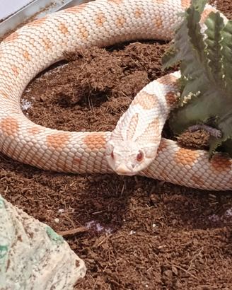 Serpente "Heterodon nasicus Baird & Girard"