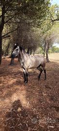 Cavallo espanoarabo