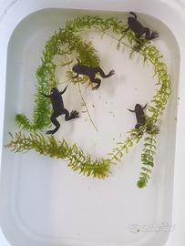 Xenopus tropicalis