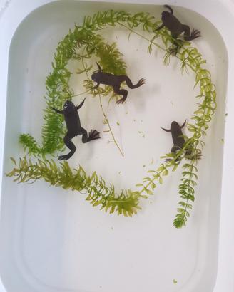 Xenopus tropicalis