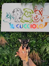 Cuccioli di chihuahua