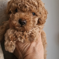Barboncini Toy pedigree
