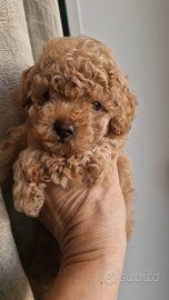 Barboncini Toy pedigree