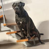 Cane Corso eccellente Pedigree per monta