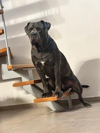 Cane Corso eccellente Pedigree per monta