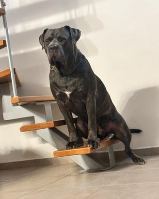 Cane Corso eccellente Pedigree per monta