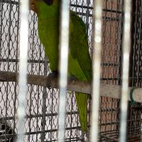 Coppia adulta Lori iris