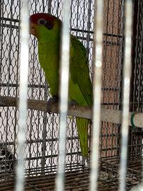 Coppia adulta Lori iris