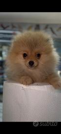 Spitz Pomerania mini toy