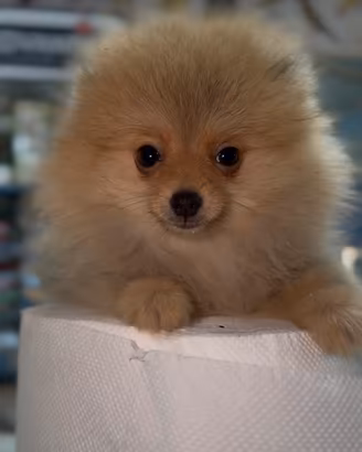 Spitz Pomerania mini toy
