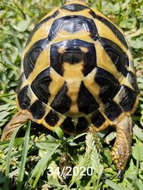 Tartaruga Testudo Hermanni Maschio 34-2020