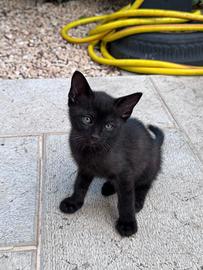 Gattino nero piccola ombra