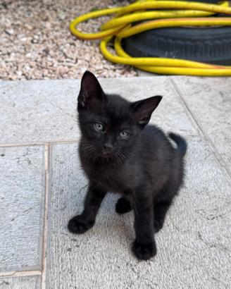 Gattino nero piccola ombra