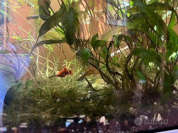 Guppy e le piante