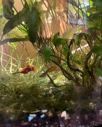 Guppy e le piante