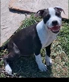 Pitbull