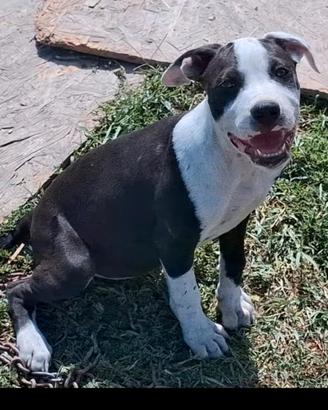 Pitbull