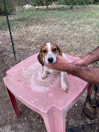 Beagle femmina 5 mesi