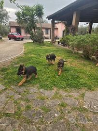 Pastore tedesco cuccioli