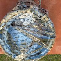 Cerchione vespone px arcobaleno