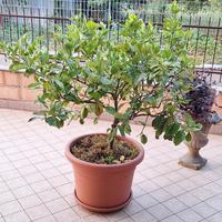 Pianta di limoni