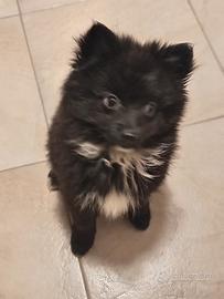 Piccola volpina pomerania nera con macchia bianca