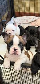 Bulldog francese
