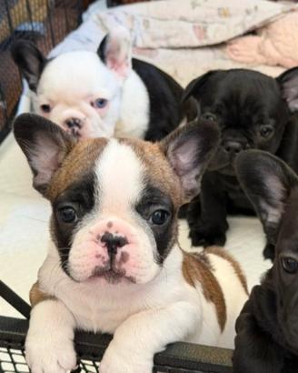 Bulldog francese