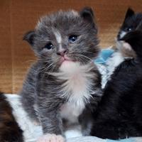 Cuccioli Maine Coon con Pedigree