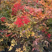 Nandina domestica o Bambù Sacro