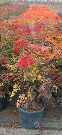 Nandina domestica o Bambù Sacro